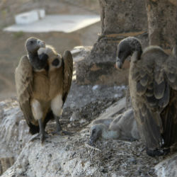 Bizarre statistic: How much will vultures pay us a year?